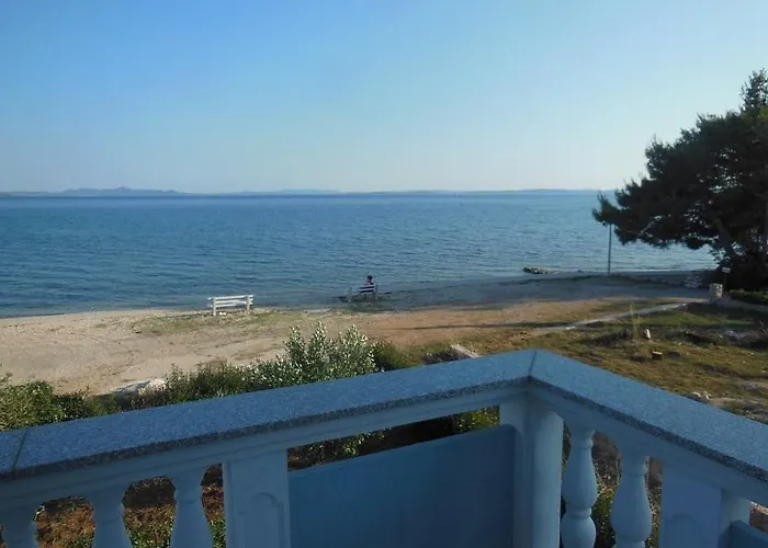 Maslina * Privlaka (Zadar)