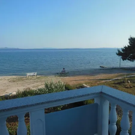 Maslina * Privlaka (Zadar)